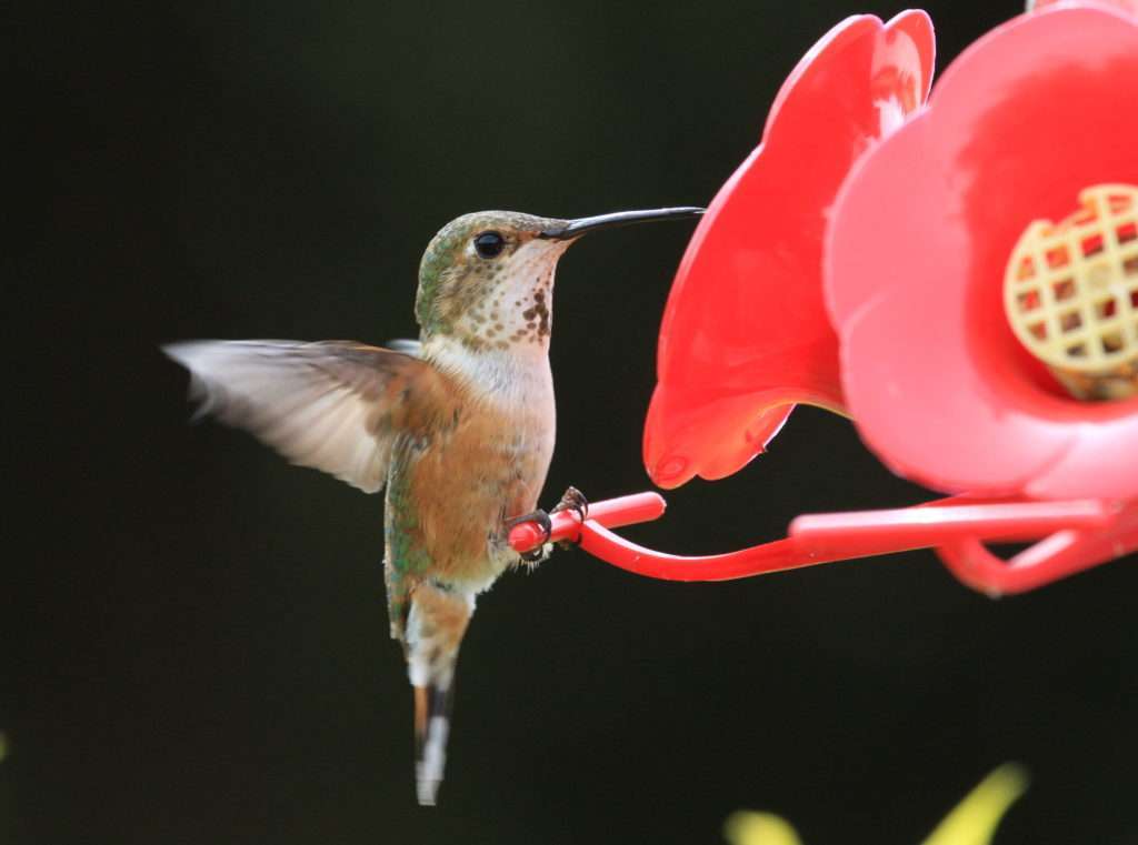 female Rufous 2 1024x761