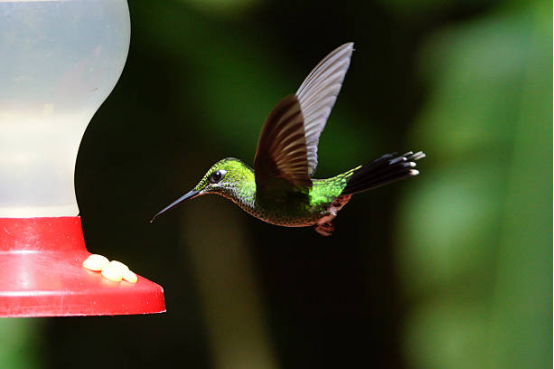 Hummingbird Feeder with Perch Ring