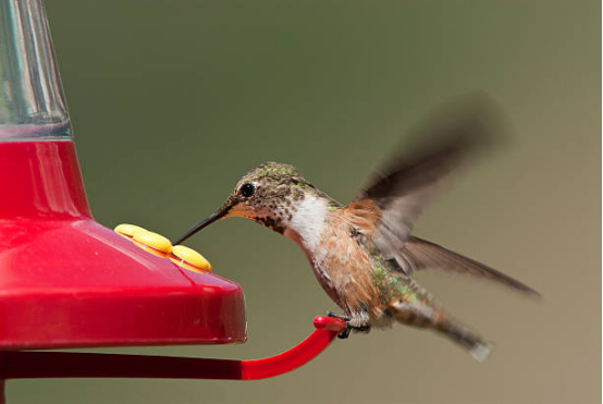 Hummingbird Feeder for Nature Lovers