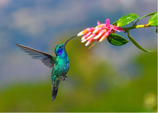 Hummingbird Feeder for Backyard Garden