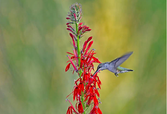Hummingbird Feeder Window Mount Type