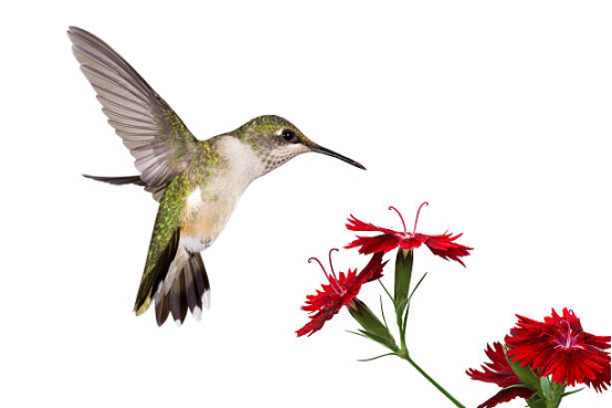 Hummingbird Feeder Easy Clean Base