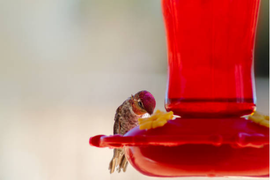 Hummingbird Feeder Large Capacity Bottle