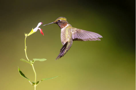 Hummingbird Feeder for Backyard Birds