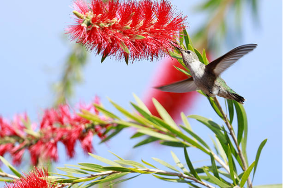 Hummingbird Feeder with Clear Reservoir