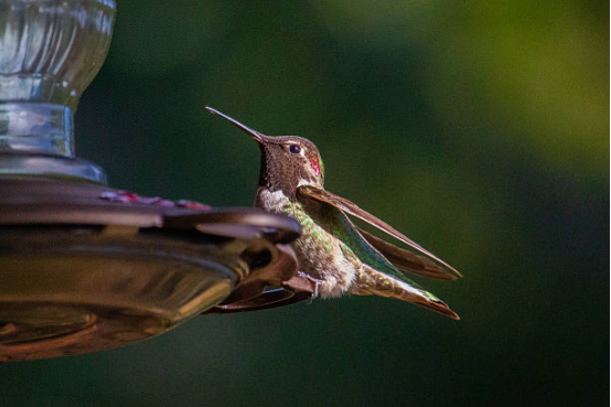 Hummingbird Feeder Drip Free Seal