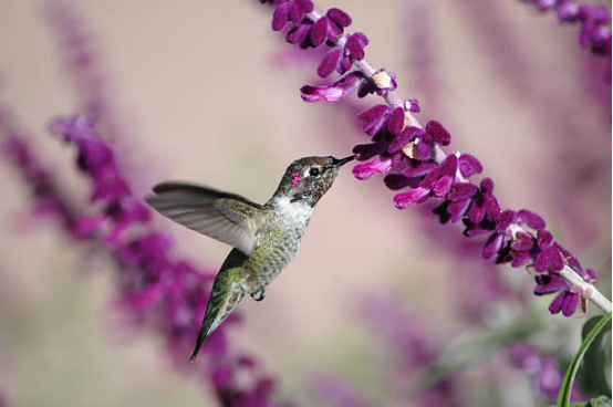 Hummingbird Feeder Glass Bottle