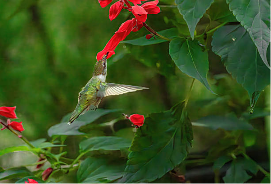 Hummingbird Feeder Outdoor Yard Decor