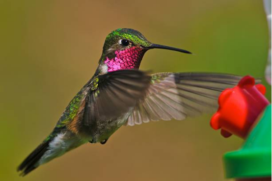 Hummingbird Feeder Plastic Flower Ports