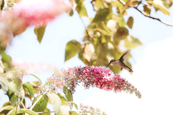 Hummingbird Feeder with Perch Ring