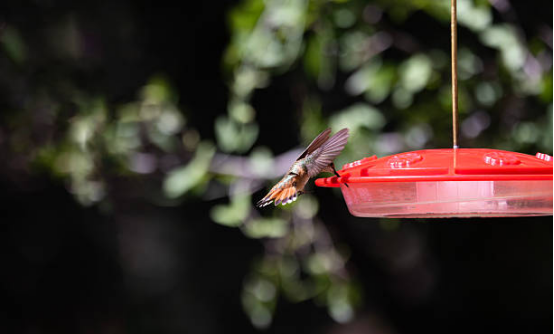 Hummingbird Feeder Glass Bottle Style