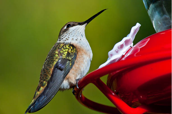 Hummingbird Feeder Anti-Leak Model
