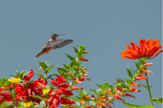 Hummingbird Feeder Easy Fill Reservoir