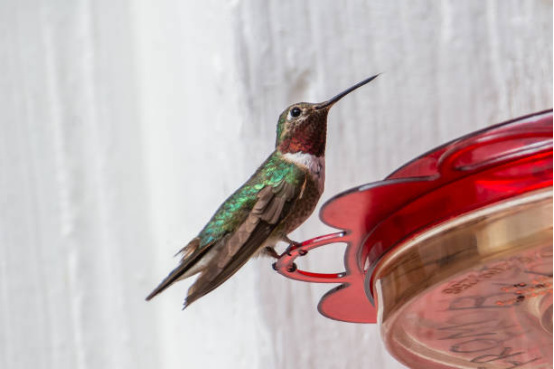 Hummingbird Feeder With Perch Ring