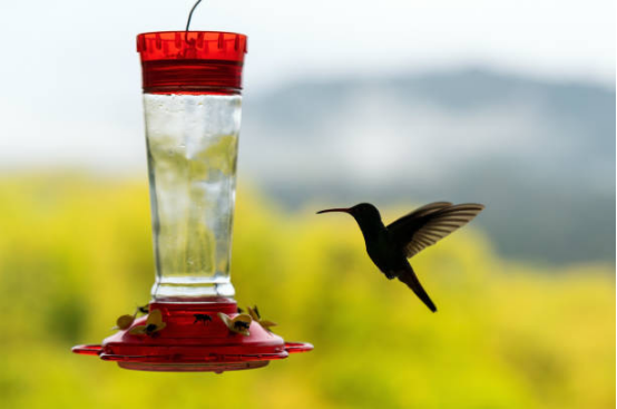 Hummingbird Feeder Easy to Clean