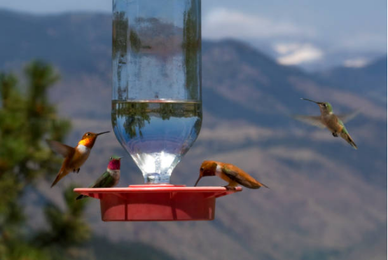 Hummingbird Feeder Window Mount Design