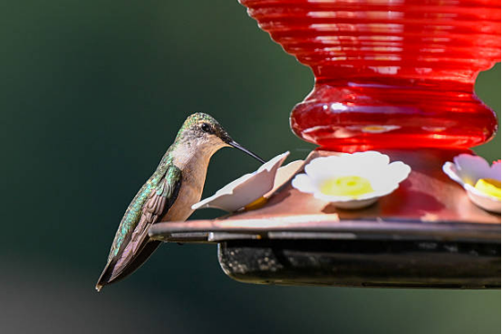 Hummingbird Feeder Durable Plastic Material