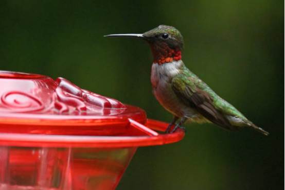 Hummingbird Feeder Red Top Attractor