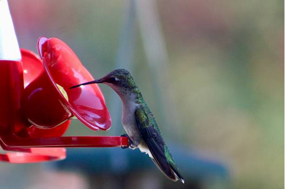 Hummingbird Feeder Easy Clean Design
