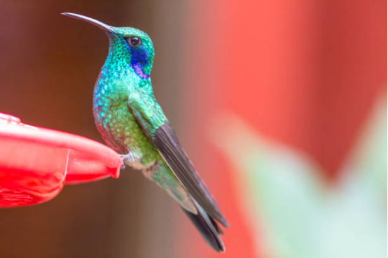 Hummingbird Feeder with Ant Guard