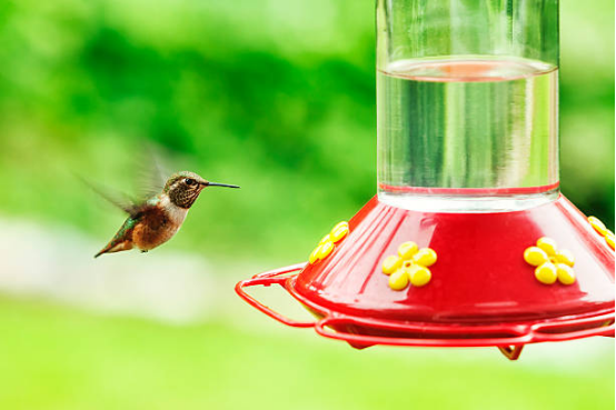 Hummingbird Feeder for Garden Birds
