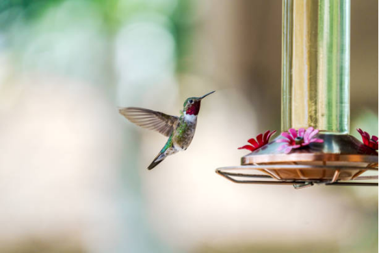 Hummingbird Feeder for Attracting Hummingbirds