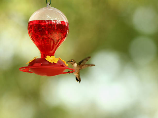 Hummingbird Feeder with Feeding Stations