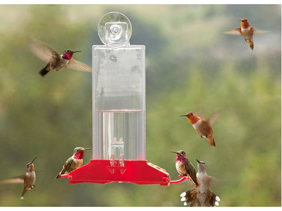 Hummingbird Feeder Bright Colors Attraction
