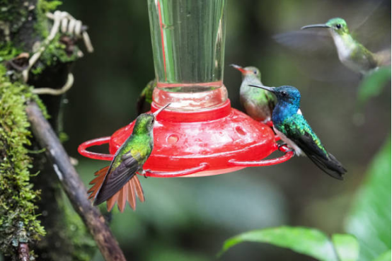 Hummingbird Feeder with Red Flower Ports