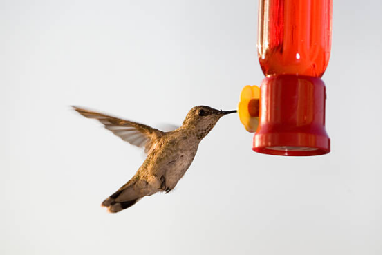 Hummingbird Feeder Hanging Outdoors