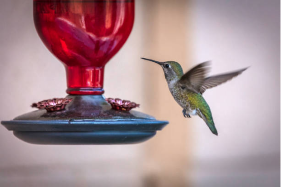 Hummingbird Feeder with Clear Nectar Bottle