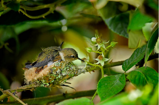 Stable Hummingbird Hummingbird Feeder 7 Powerful Tips for Balcony Paradise
