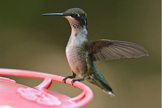 Hummingbird Feeder for Patio Décor