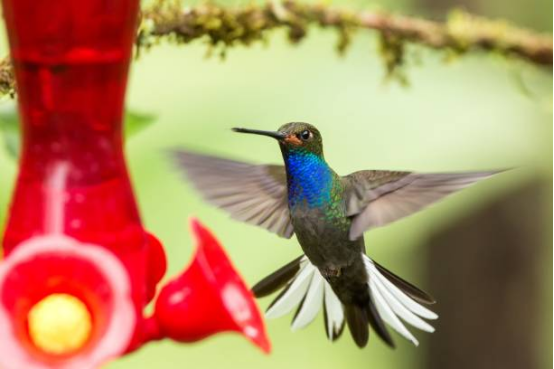 Hummingbird Feeder with Bee Guard