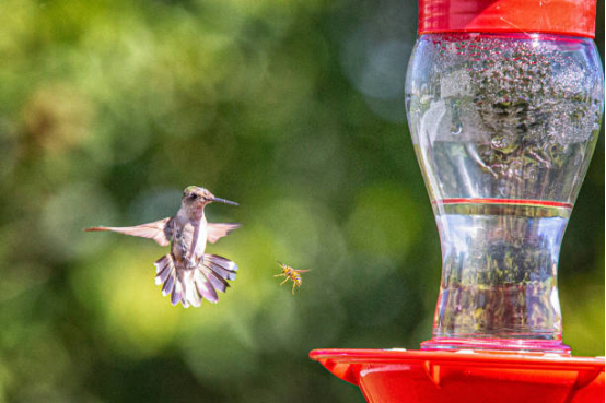 Hummingbird Feeder for Outdoor Bird Watching