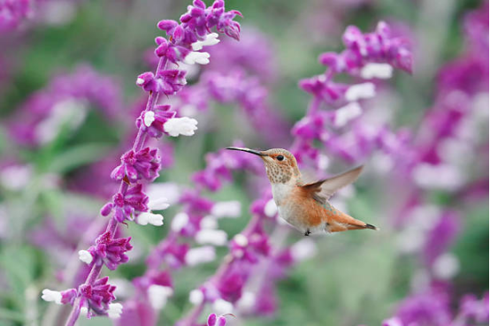 Hummingbird Feeder with Nectar Capacity for Multiple Birds