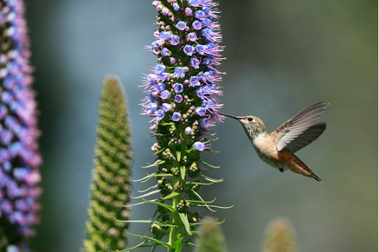 Hummingbird Feeder with Multiple Feeding Ports