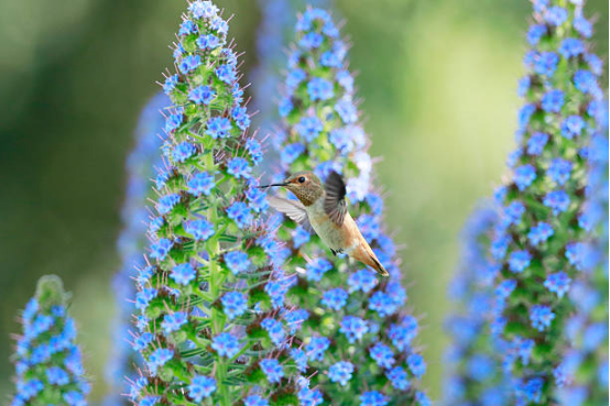 Hummingbird Feeder for Year-Round Feeding