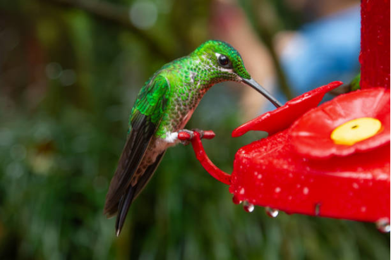 Hummingbird Feeder Glass Bottle for Long-Lasting Durability