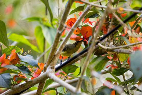 Hummingbird Feeder with Built-In Ant Moat