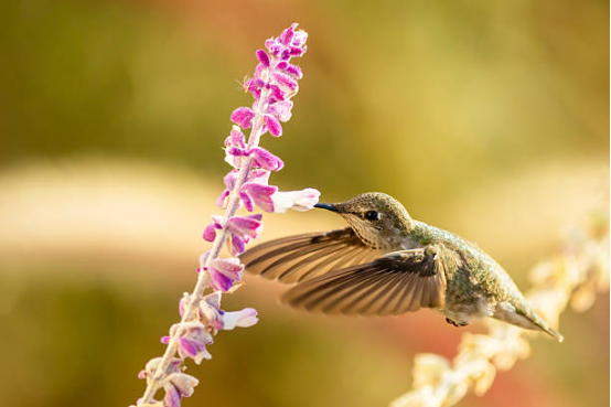 Hummingbird Feeder for Easy Refills and Maintenance