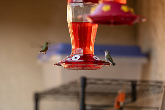 Hummingbird Feeder for Easy Cleaning
