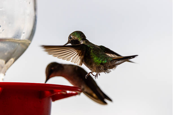 Hummingbird Feeder with Ant-Proof Base