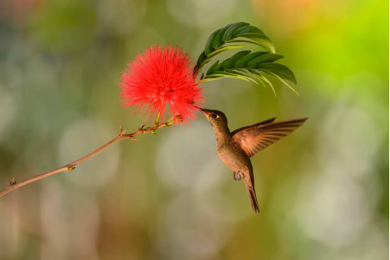 Hummingbird Feeder with Nectar Reservoir