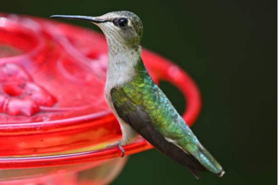 Durable Hummingbird Feeder for Long-Term Use