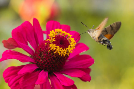 Easy Fill Hummingbird Feeder for Busy Gardeners