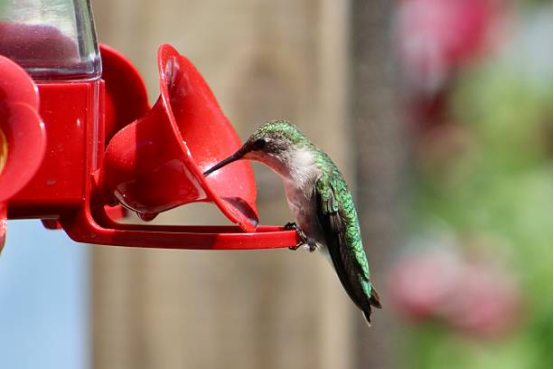 Hummingbird Feeder for Attracting More Birds