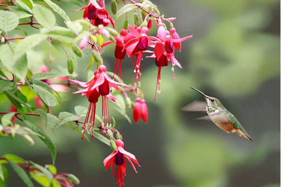 Decorative Hummingbird Feeder for Patio
