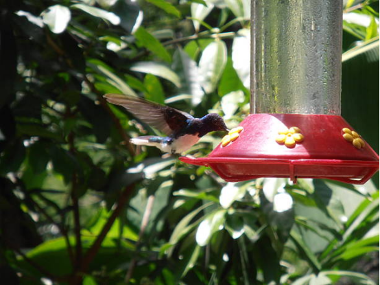 Backyard Hummingbird Feeder for Spring and Summer
