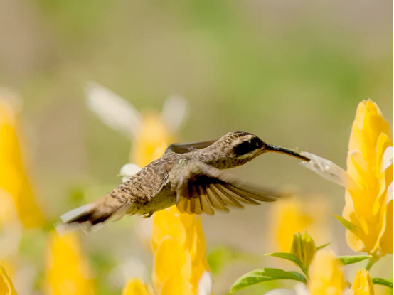 Hummingbird Feeder with Leak-Proof Design